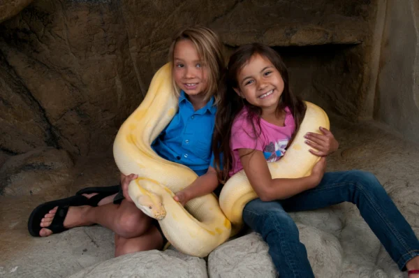 Burmese Python Encounter - Image 2