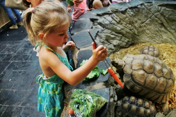 Tortoise Feeding