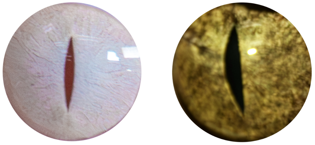 An Albino American Alligator eye next to a regular one for visual comparison