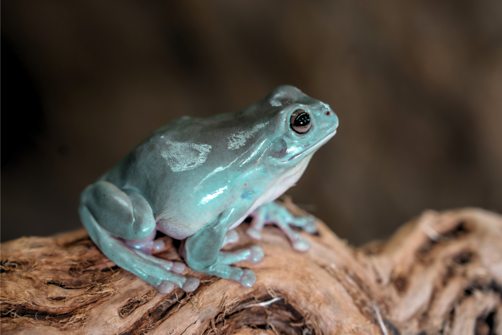 Side Profile of White's Tree Frog sitting on a textured log