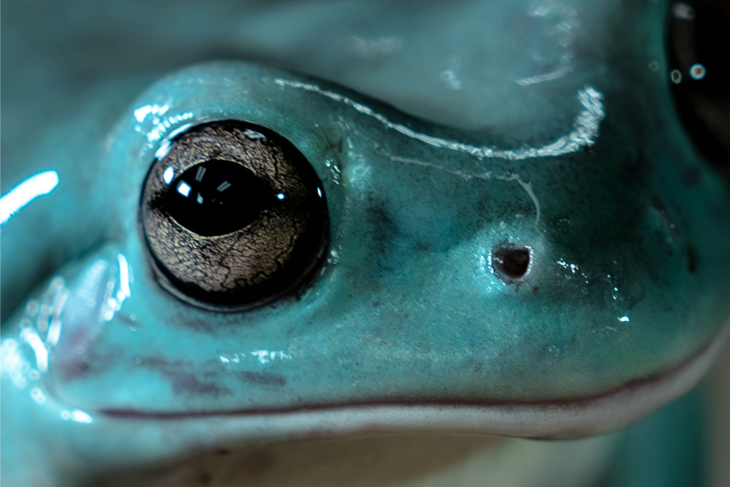 Upclose view of a White's Tree Frog's face, specifically the horizontal pupils