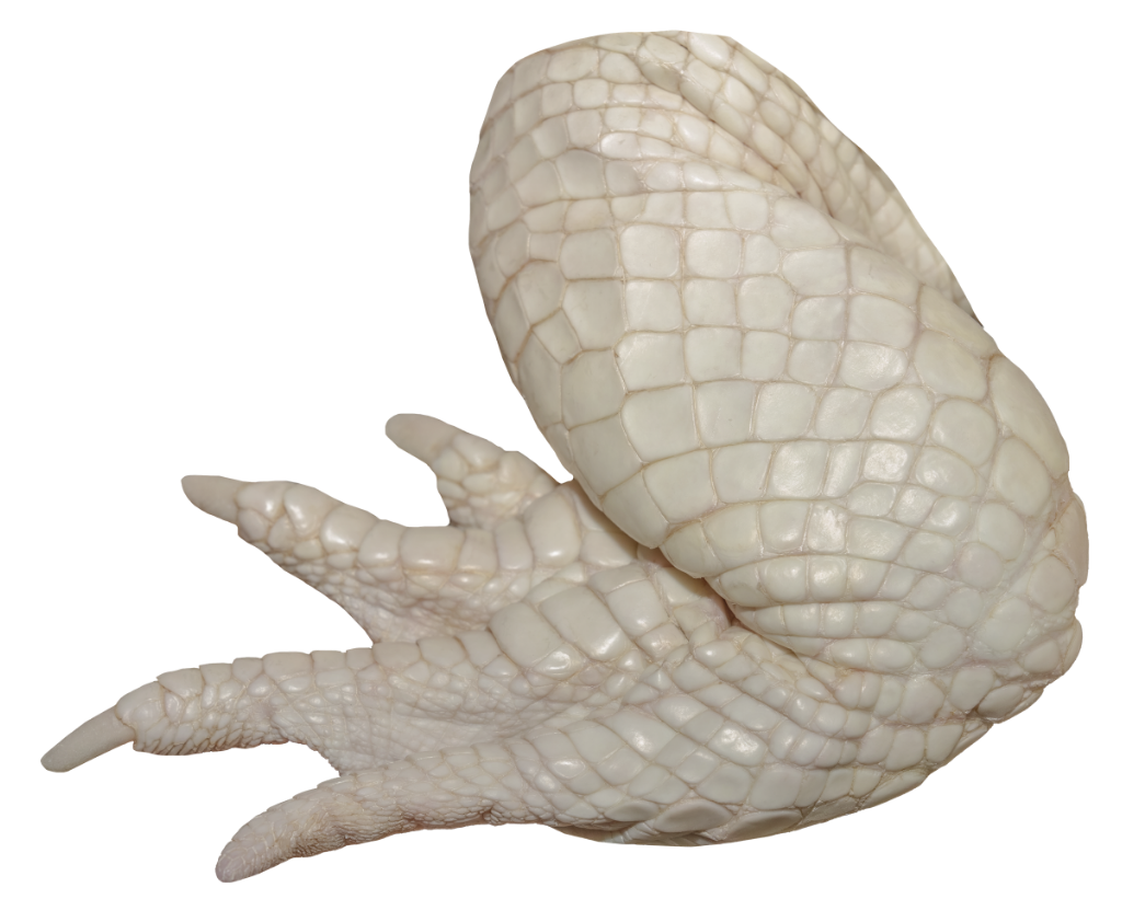 Close up view of an Albino American Alligator named Coconut's leg.