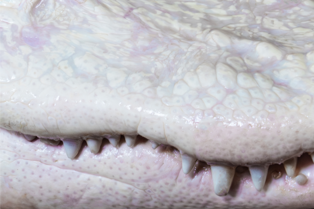Closeup view of the side of Coconut's closed mouth. You can see the pink tone to the color of the Albino American Alligator's skin.