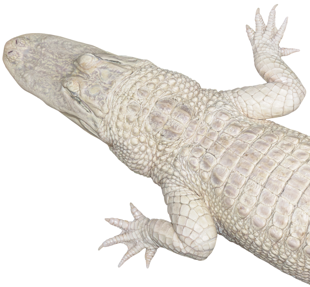 Top down view of Coconut's upper body