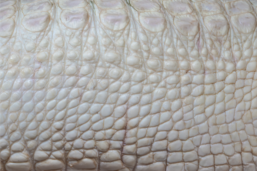 Closeup view of the Coconut's skin where you can see the pink tone and lack of pigment.