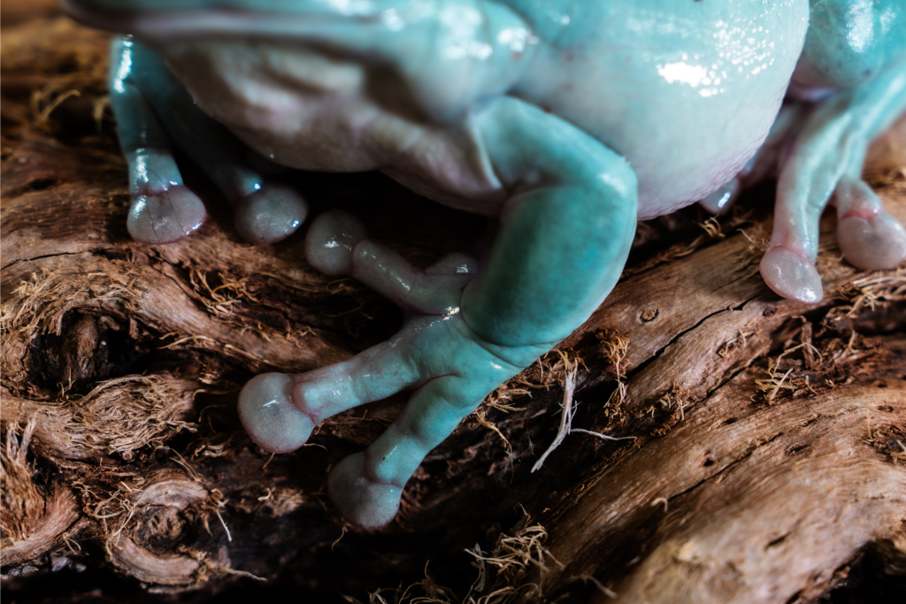 Upclose view of a White's Tree Frog's legs and toes