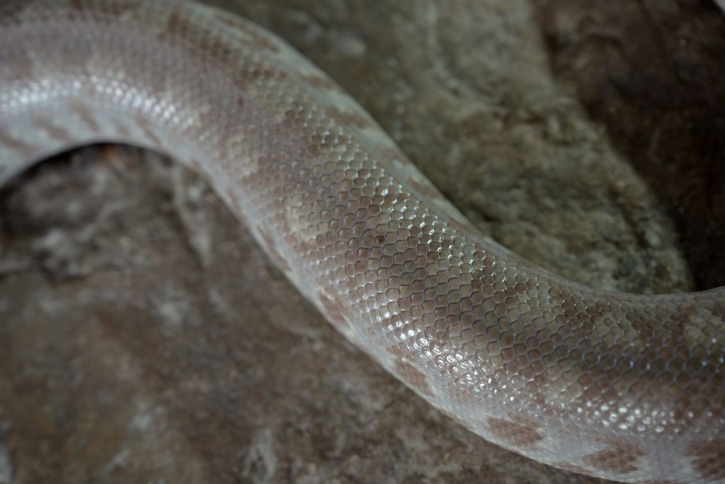 Close up of the back of a Ghost Colombian Rainbow Boa to see scales and coloration