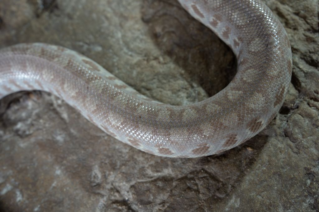 Close up of the back of a Ghost Colombian Rainbow Boa to see scales and coloration