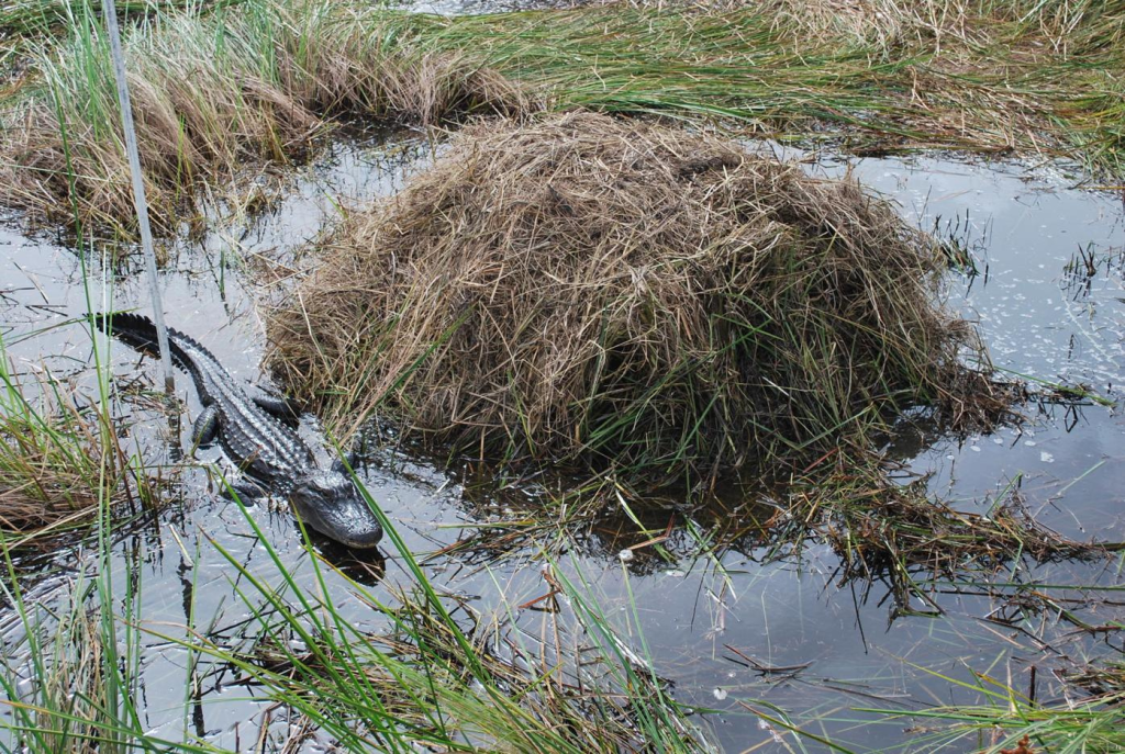 A female alligator guards her nest in a Louisiana marsh. The Advocate Photo.