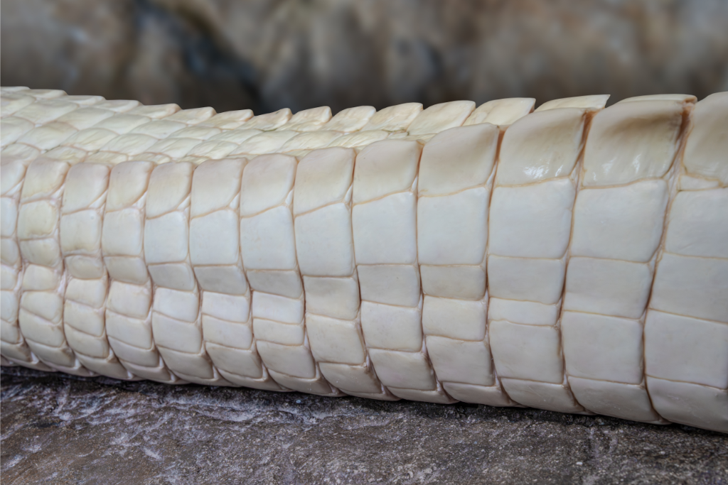 Another angle of the American Albino Alligator's scales and ridges