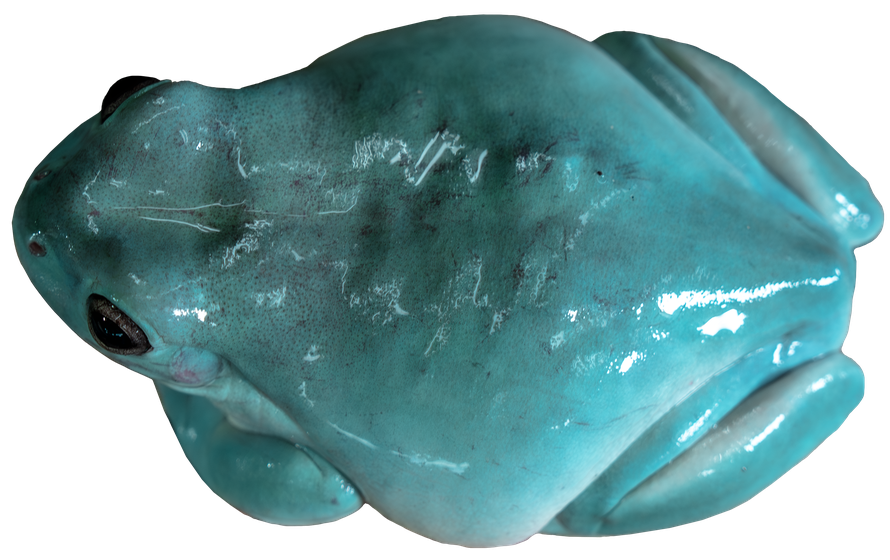 View of White's Tree Frog back from above