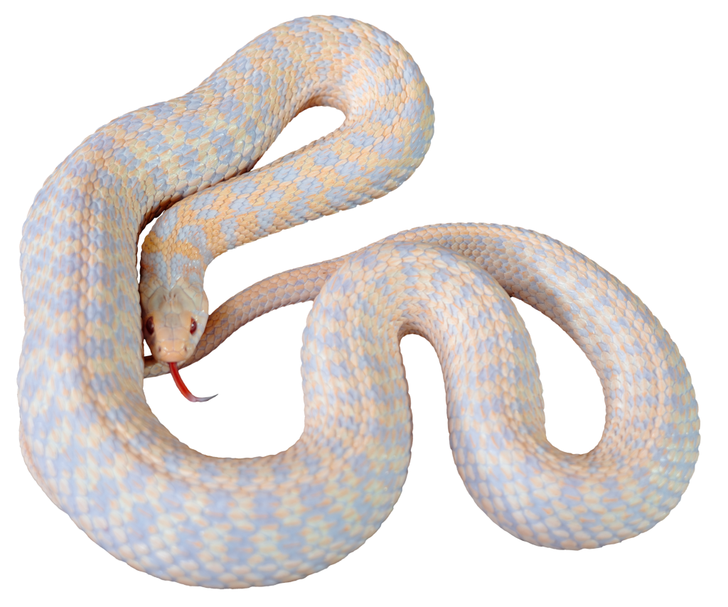 full view of an Albino Checkered Garter Snake