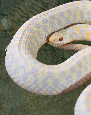 A curled up, view of a Albino Checkered Garter Snake focusing on their head, and a textured background