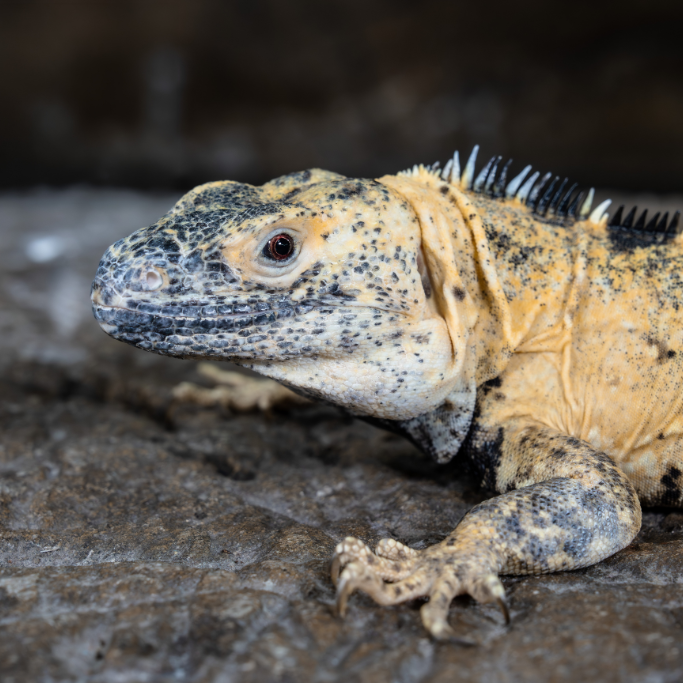 Side profile view of the Banana Pied Pectinata Mexican Spiny-Tailed Iguana's face