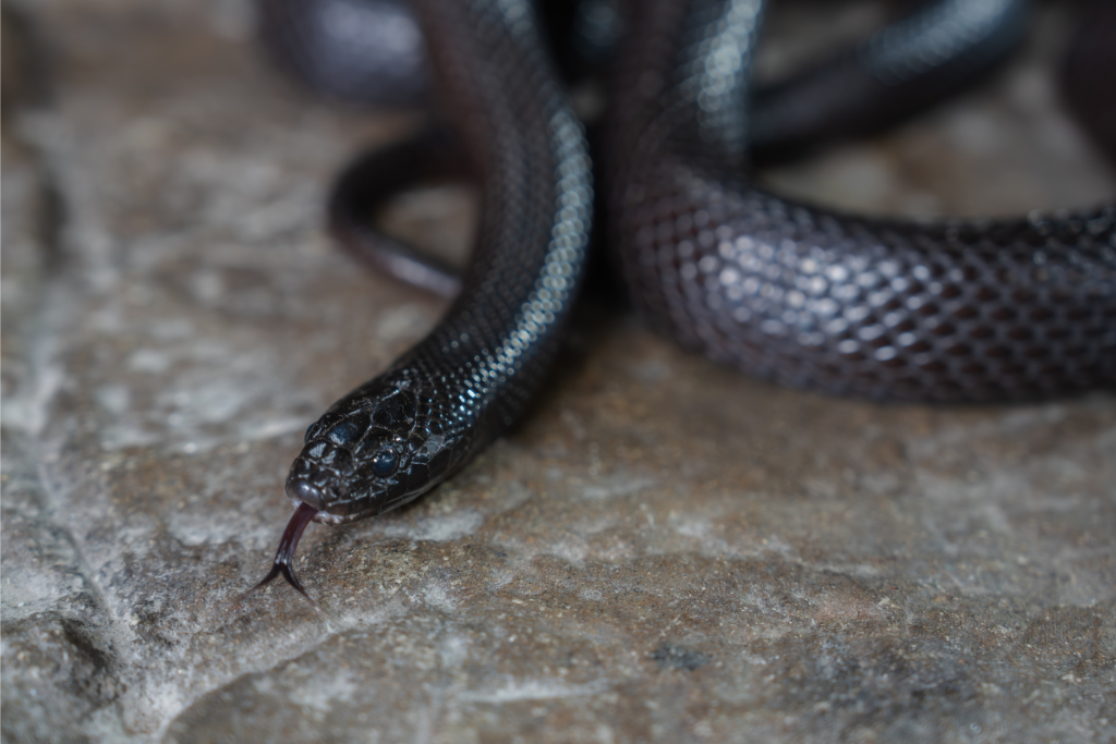 Close up view of Mexican Black Kingsnake face with tongue out