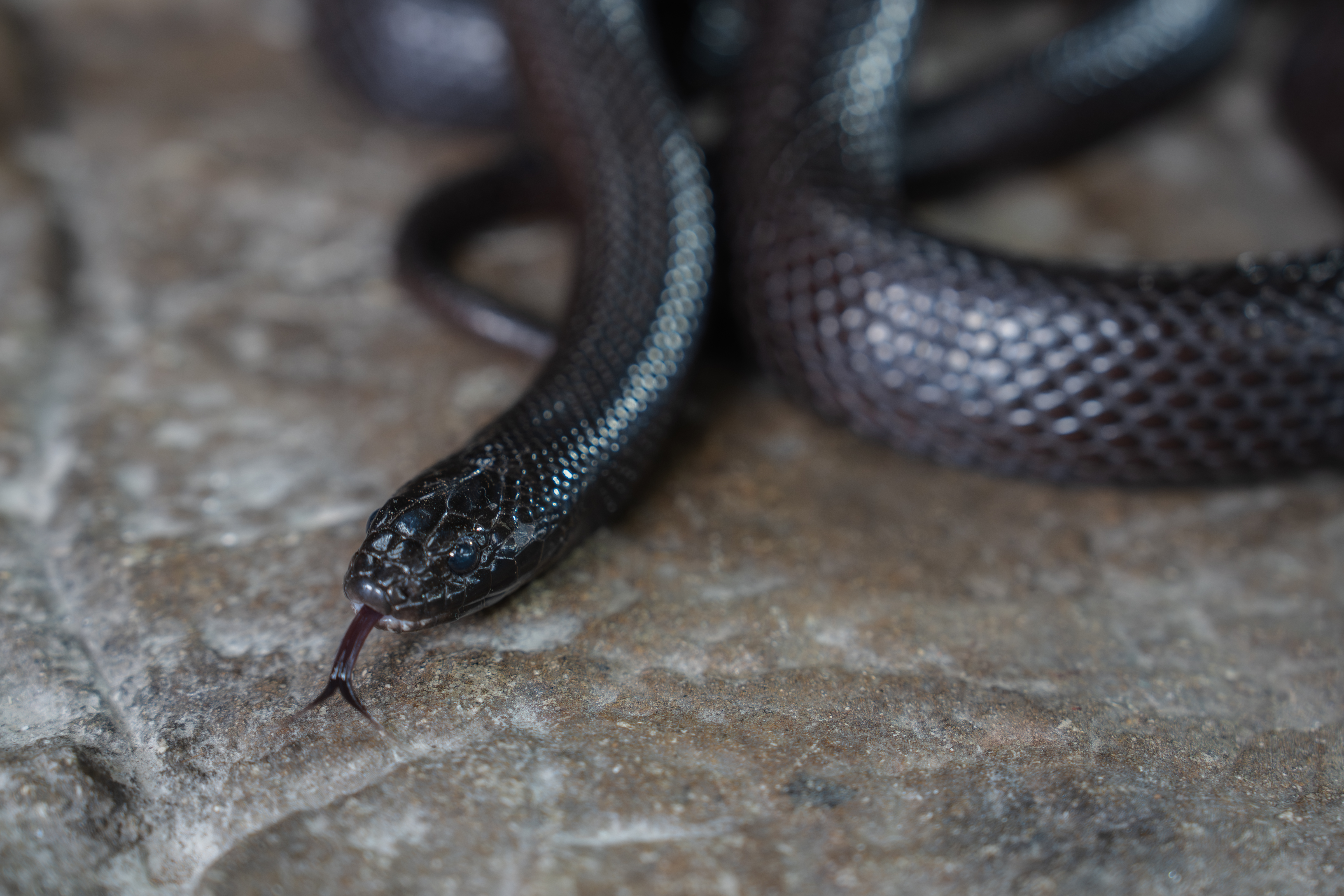 Close up view of a Mexican Black Kingsnake with its tongue out