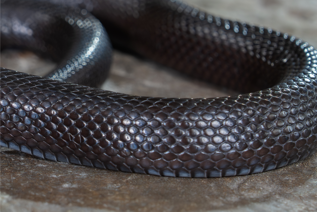 Close up view of a Mexican Black Kingsnake's scales