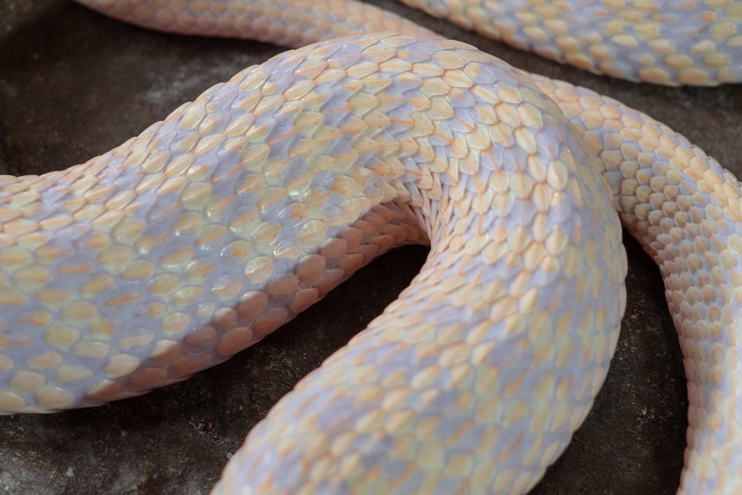 Close up view of the pastel colored scales on a Albino Checkered Garter Snake's back
