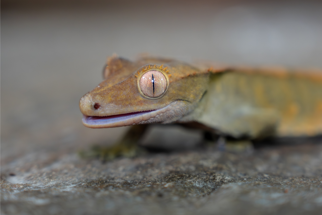 Close View of a Crested Geckos face