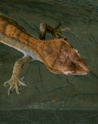 Top down view of a crested gecko's head over a textured background