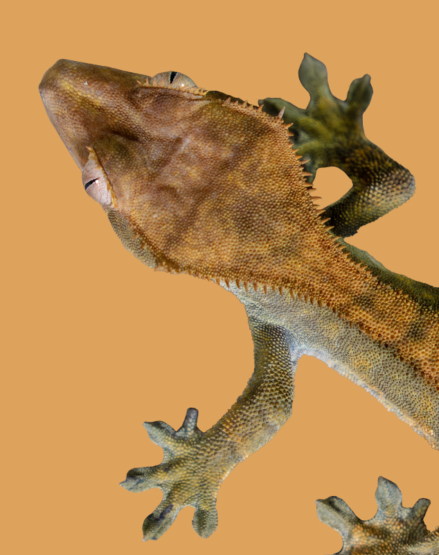 Crested Gecko Top