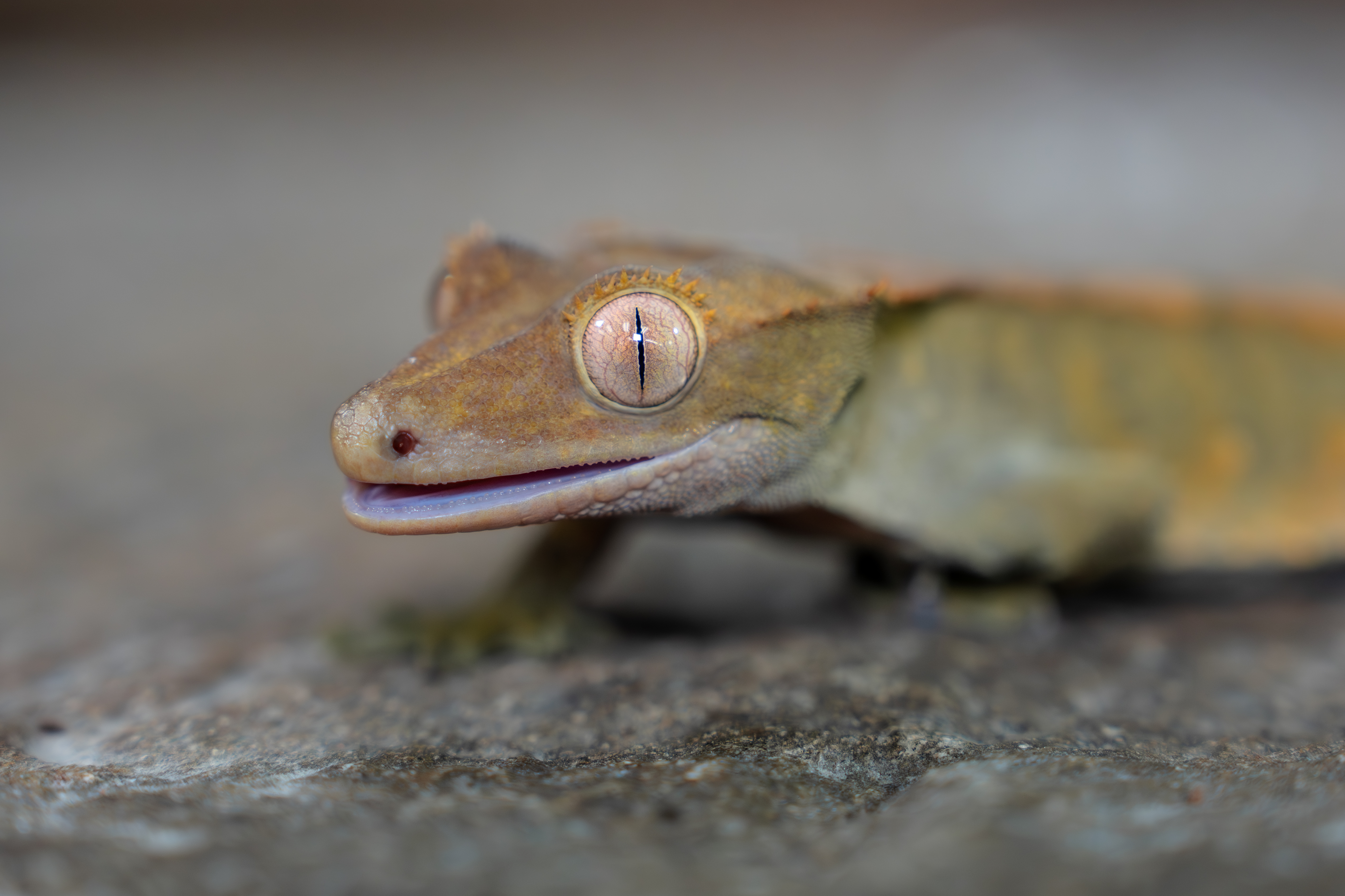Close up view of a Crested Gecko's face