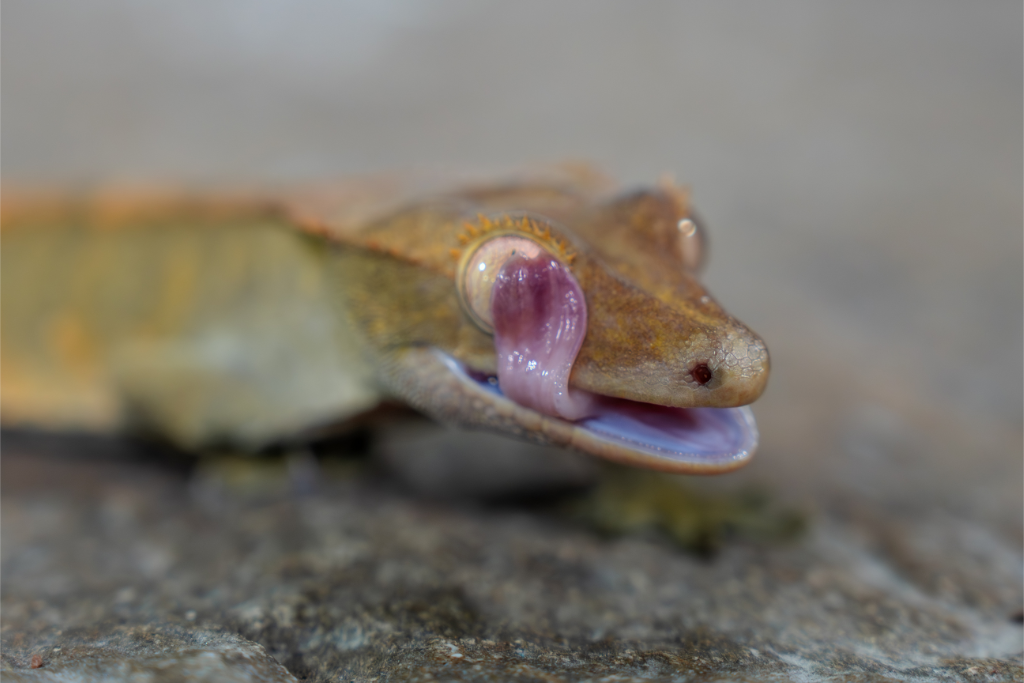 Image of Crested Gecko licking its eye