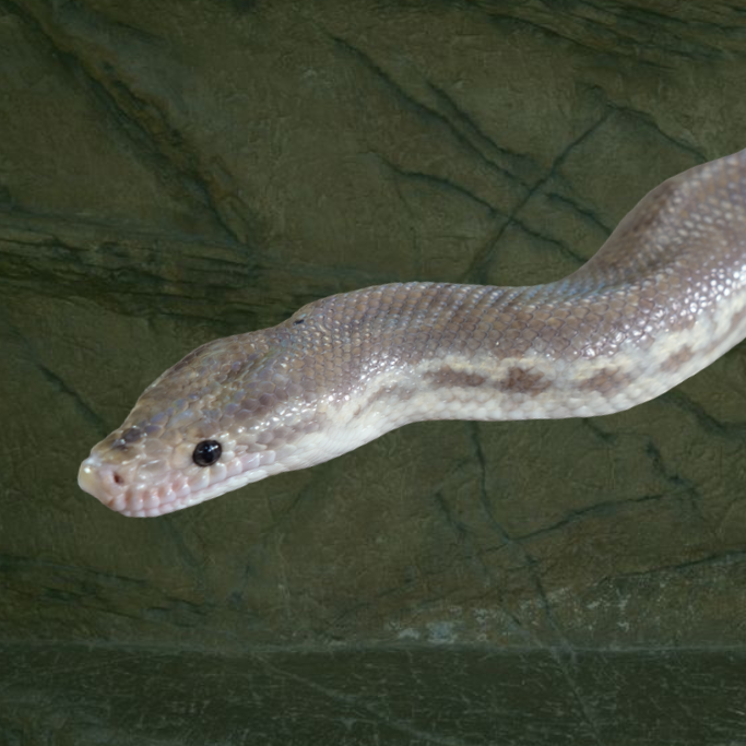 An image of a Ghost Colombian Rainbow Boa over a textured background