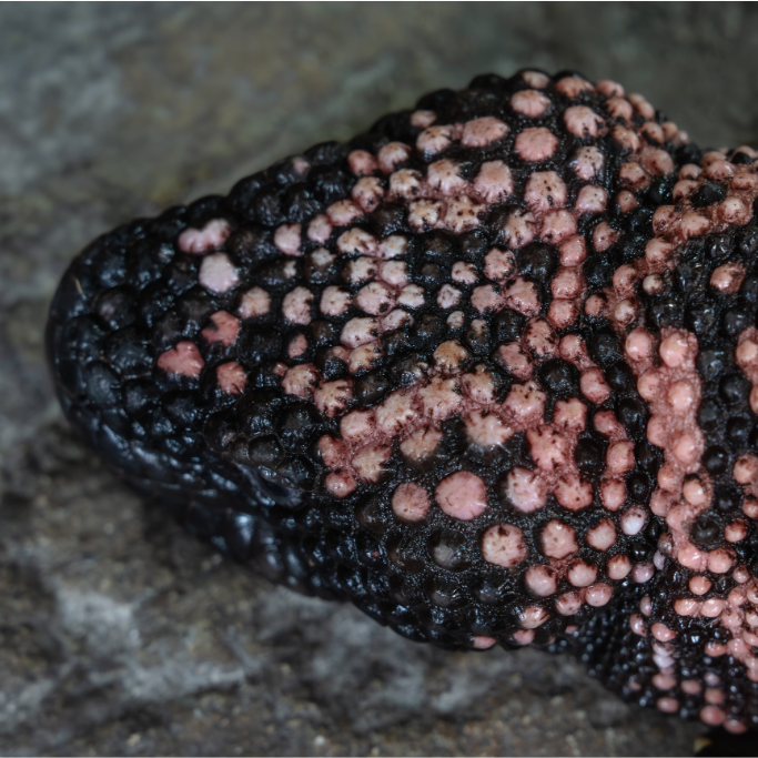 View looking down at the top of a Gila Monster's head