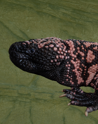 Profile view of a Gila Monster's head over a textured background