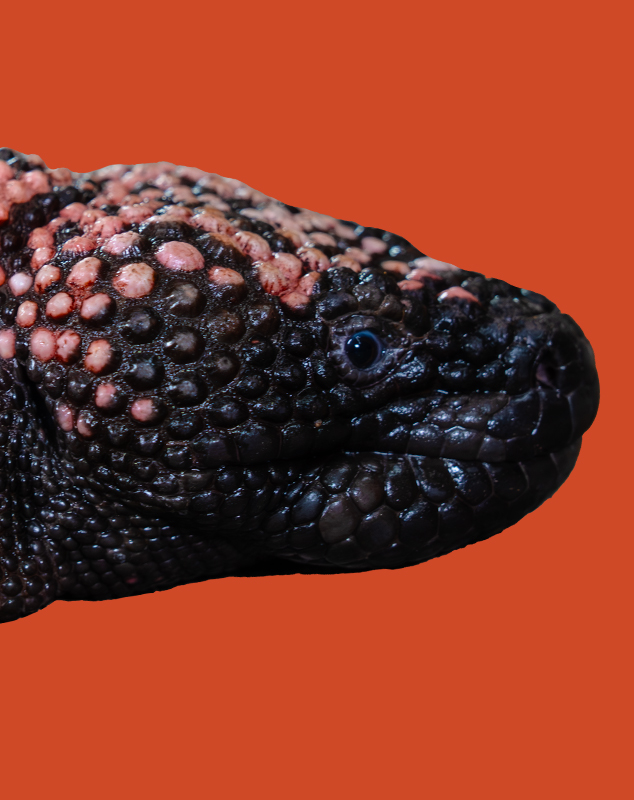 Gila Monster Profile