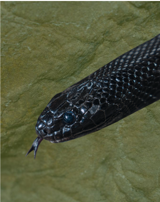 Close up view of a Mexican Black Kingsnake with its tongue out