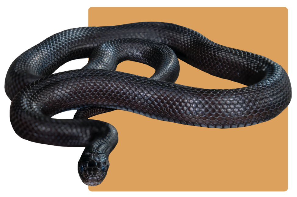 Mexican Black Kingsnake with orange square in background for contrast