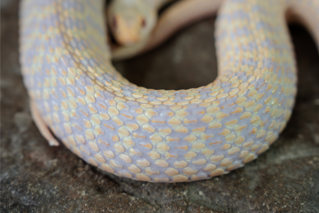 Close up of Albino Checkered Garter Snake scales, you can see the sankes face out of focus just behind