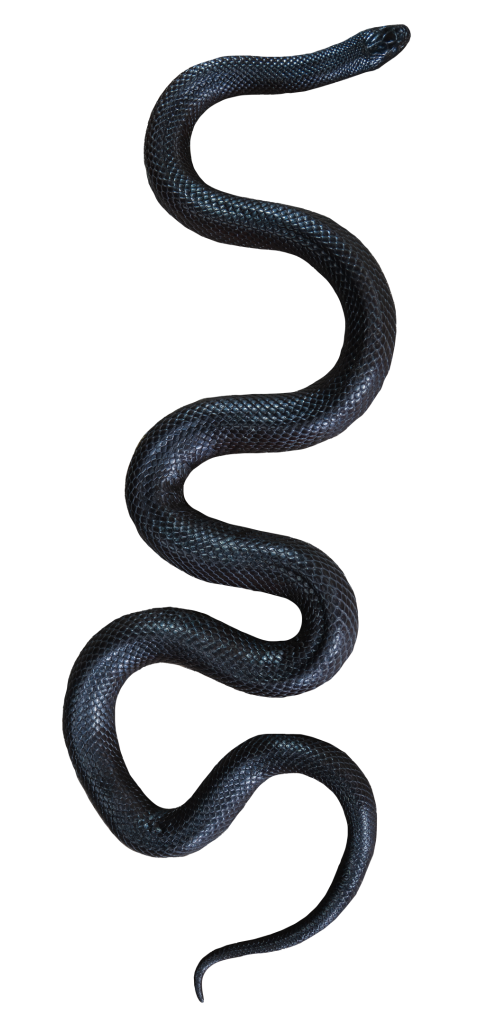 Full view of the top of a Mexican Black Kingsnake