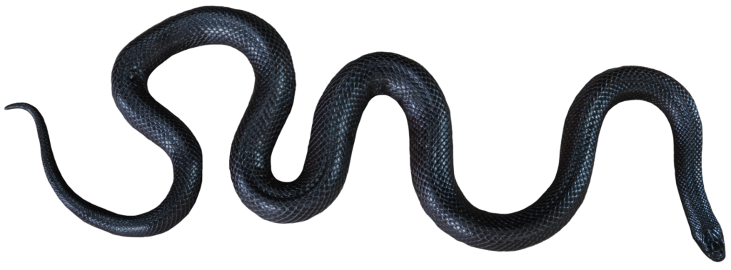 Full view of the top of a Mexican Black Kingsnake