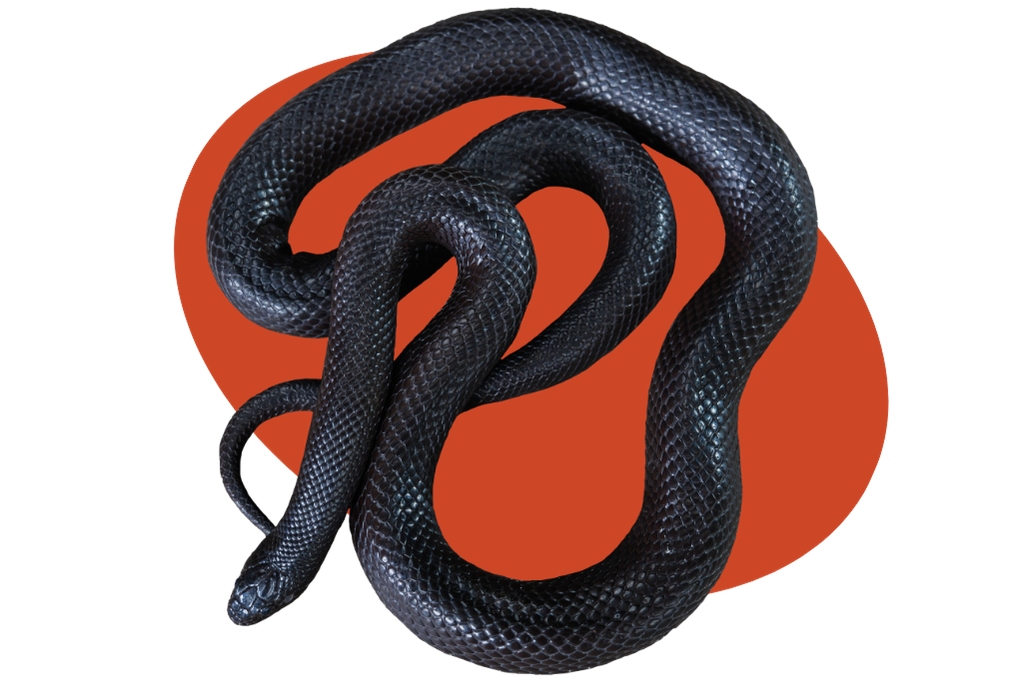 Top view of a Mexican Black Kingsnake loosely coiled over red oval