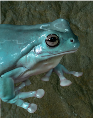 White's Tree Frog profile on textured background