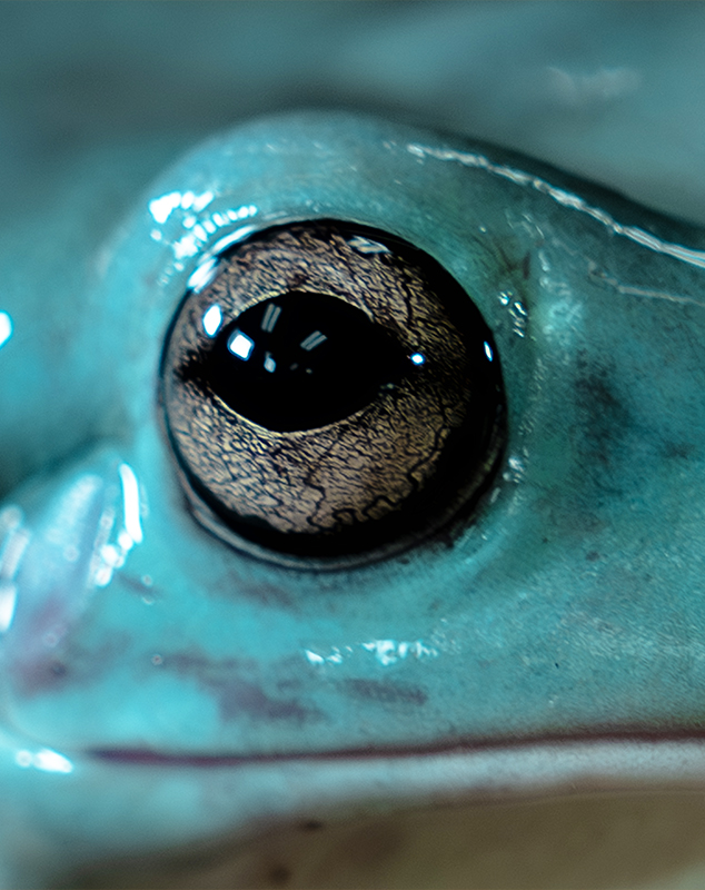 White's Tree Frog Eye