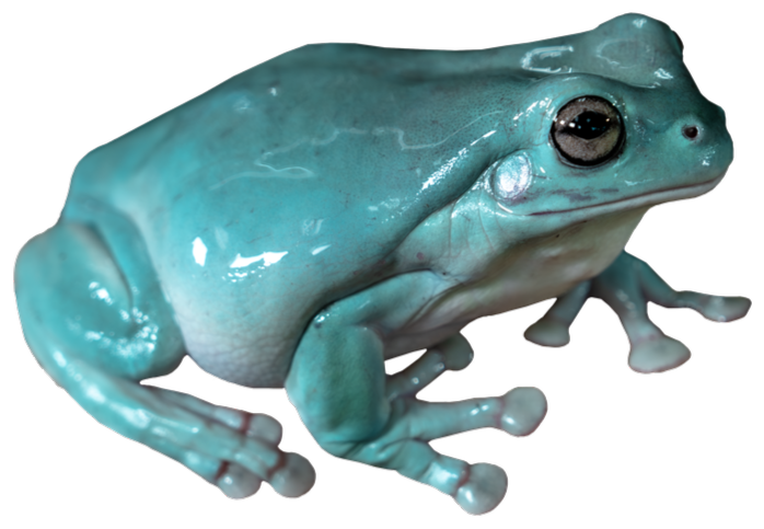 Full body profile view of a White's Tree Frog