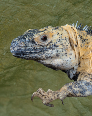 Side profile view of the Banana Pied Pectinata Mexican Spiny-Tailed Iguana's face over a textured background