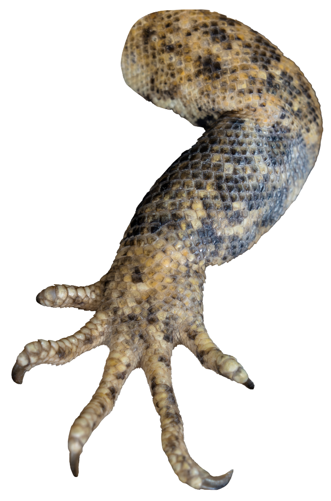 Close up view of the Banana Pied Pectinata Mexican Spiny-Tailed Iguana's leg and hand