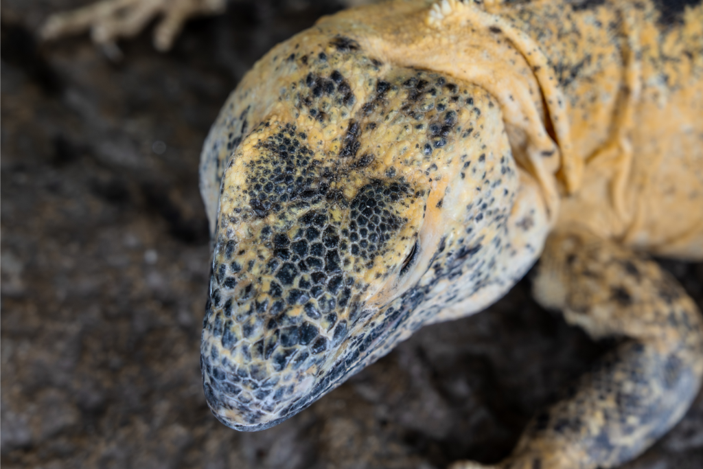 Close view of the texture on the head of a Banana Pied Pectinata Mexican Spiny-Tailed Iguana's