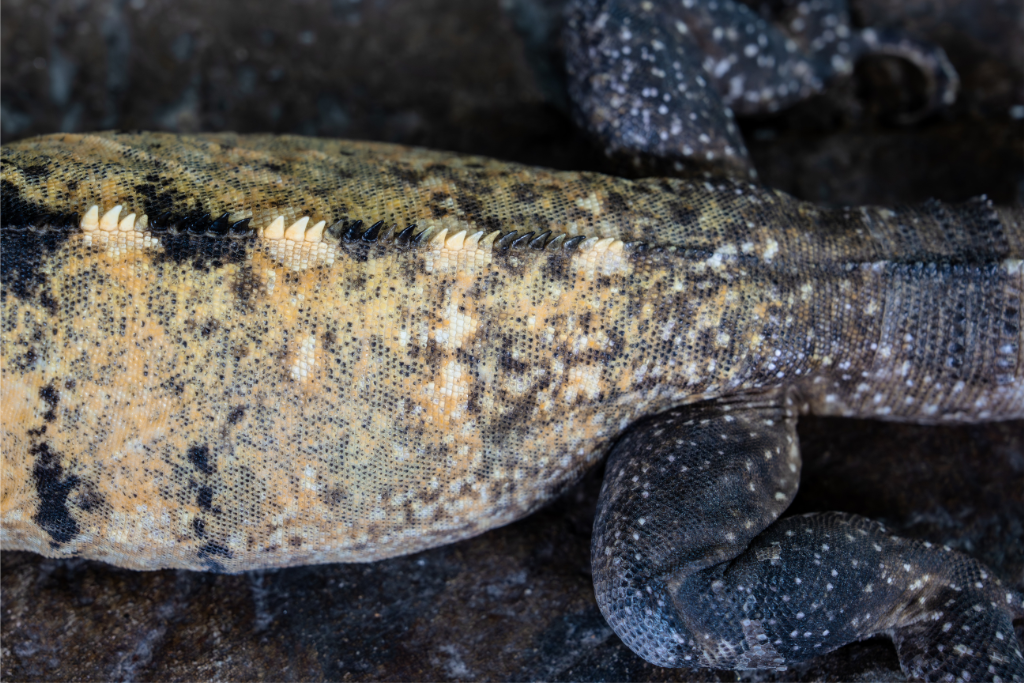 A view from above of the texture on the Banana Pied Pectinata Mexican Spiny-Tailed Iguana's body