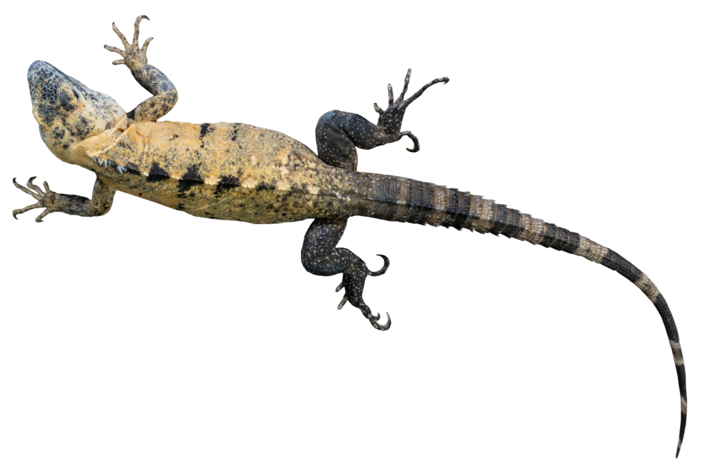 Top down view of the Banana Pied Pectinata Mexican Spiny-Tailed Iguana's full body