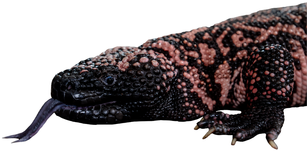 Profile view of a Gila Monster's upper body with their tongue out