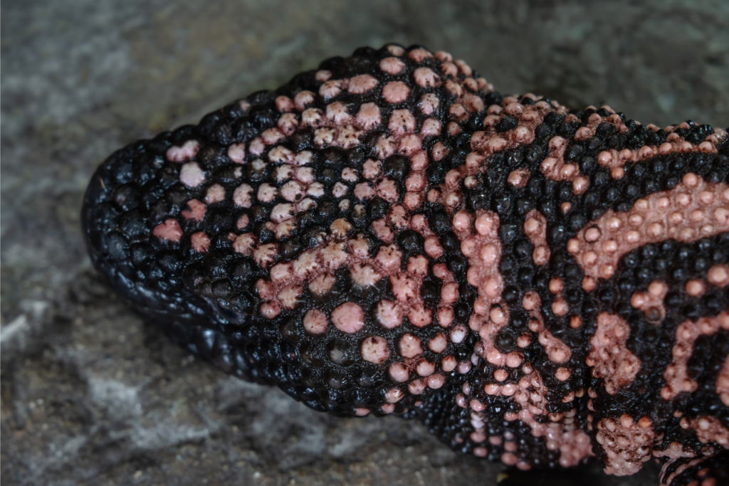 Gila Monster Scales Texture