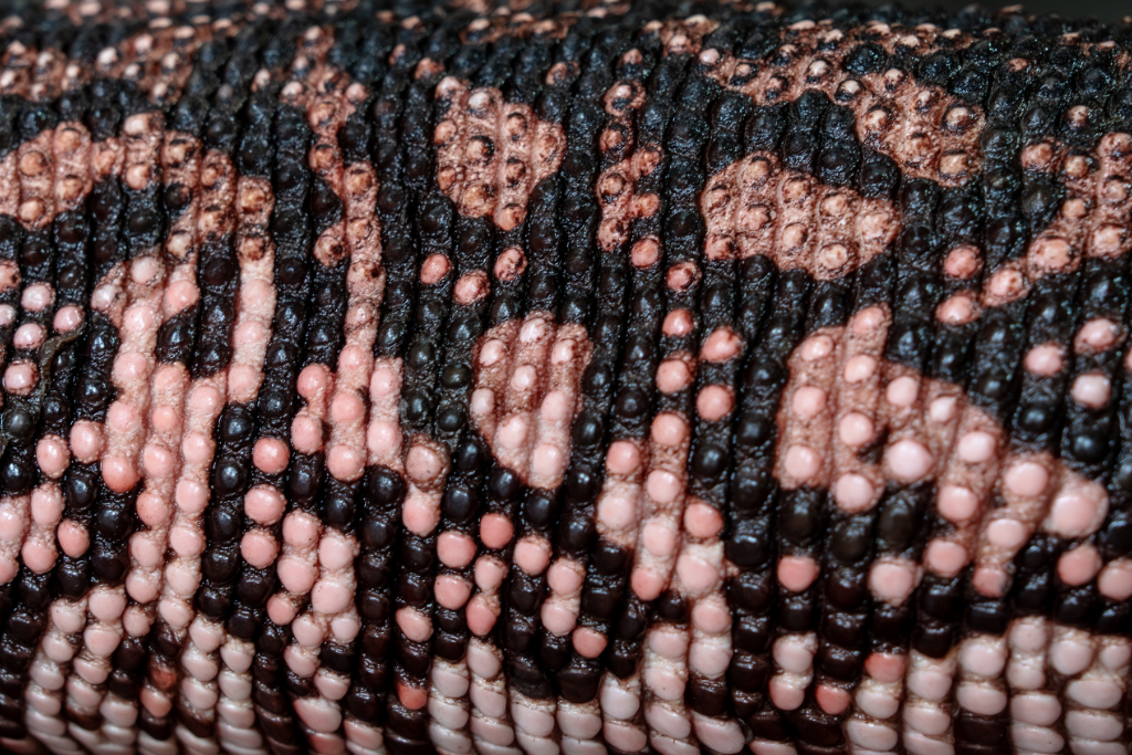 Close view of the texture and pattern on a Gila Monster