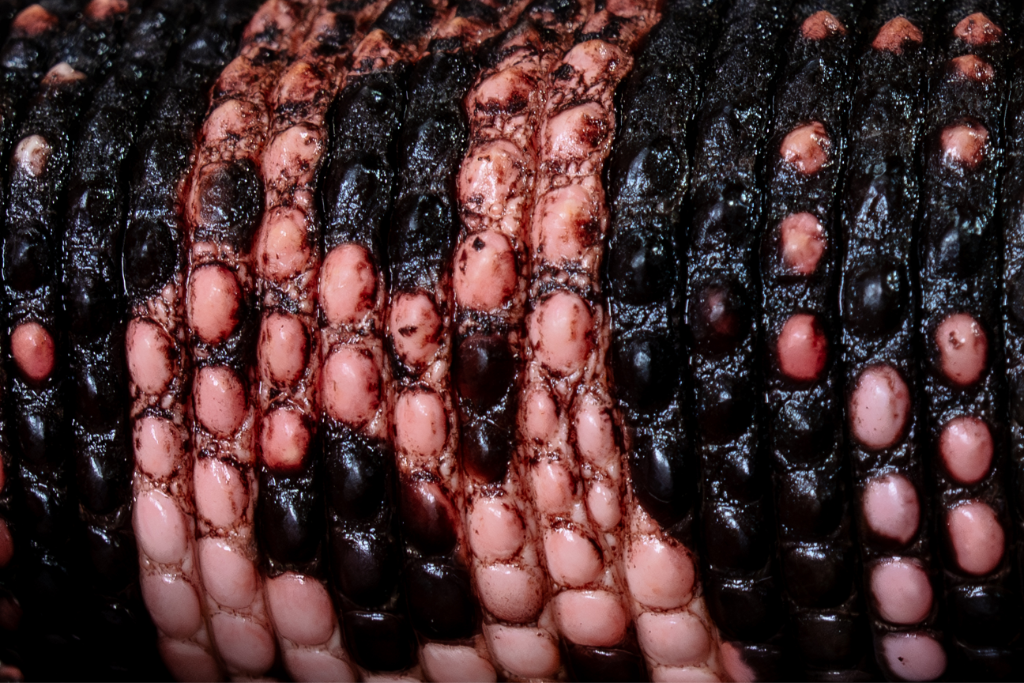 Close view of the texture and pattern on a Gila Monster
