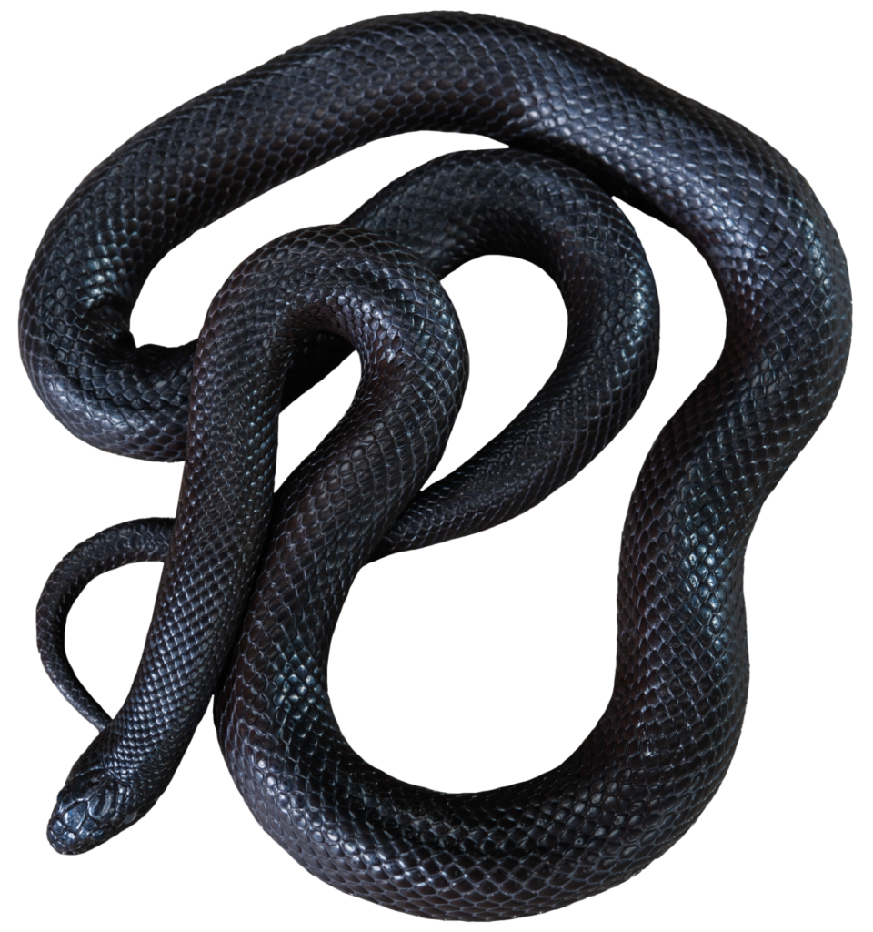 Coiled Mexican Black Kingsnake